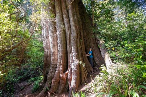Bcs Old Growth Forests Ancient Ecosystems With Towering