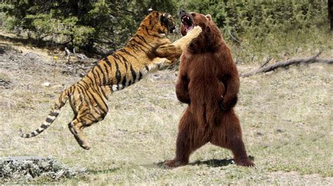 Lion Vs Bear Who Would Win Grizzly Bear Vs American Lion Who Would
