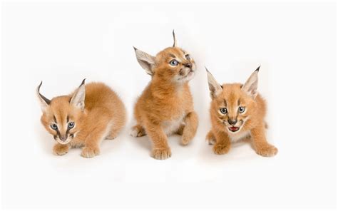 1920x1080 resolution | three orange lynx on white surface HD wallpaper
