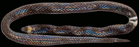 Challenge your friends and try to be the biggest worm in snake.io! New snake species: Scientists say dwarf E. Visayas snake should have own genus | Cebu Daily News
