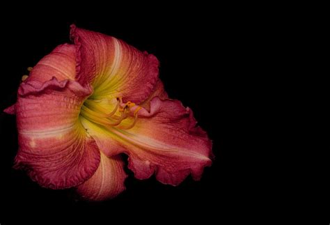 Passionate Lily 20 Photograph By Douglas Barnett Fine Art America