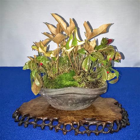 10 years of darkstepwarrior qo. Bespoke Bonsai Stands: January 2016