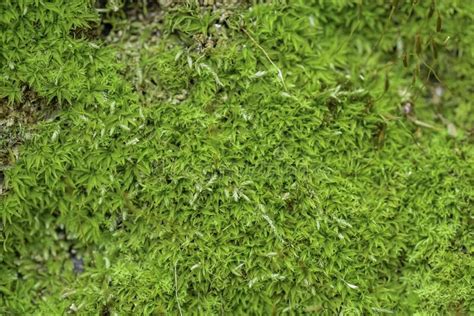 Texture Of An Ancient Wall Covered With Green Moss Photographed In