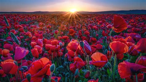 Photo Rays Of Light Red Sun Nature Fields Poppies Flowers 1920x1080
