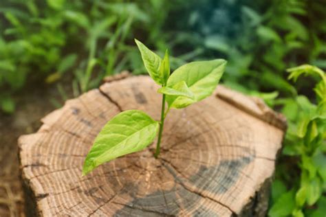 190 Young Leaves That Grow From The Stump New Life Stock Photos