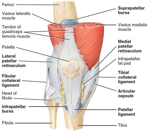 Knee Ligaments Ligaments Of The Joints Anatomy Poster Shows Location