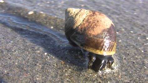 Sea Snails Youtube