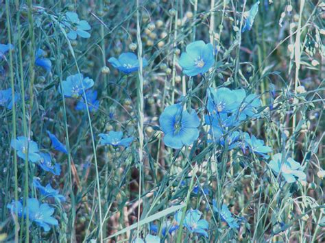 Western Blue Flax Linum Perenne Linaceae Terry Gray Flickr