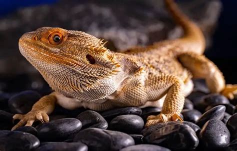 20 Types Of Bearded Dragons Species Morphs And Color List Everything