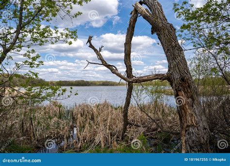 Large Misshapen Tree On The Shores Of Goose Lake In Elm Creek Park