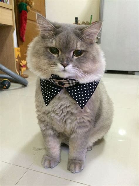 Meet p'bone, your new favourite internet cat | metro news. Bone Bone, el gato tailandés que se ha convertido en estrella