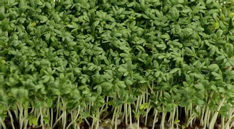 Mustard Cress Punnet — Benarty Fruits