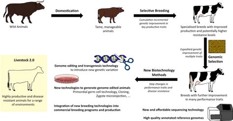 Livestock 20 Genome Editing For Fitter Healthier And More