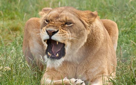 Lioness Angry Hd Desktop Wallpapers 4k Hd