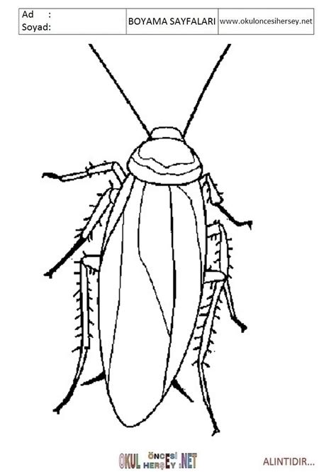 Hamam Böceği Boyama Sayfaları