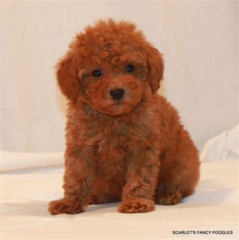 Available Puppies Red And Apricot Poodles Scarlets Fancy Poodles