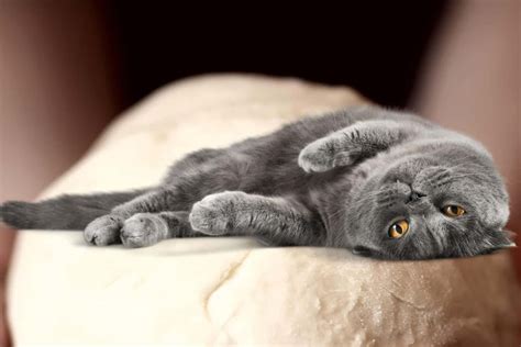 Though some cooks do use some yeast to make their biscuits rise more. Why Do Cats Make Biscuits? - The Pets KB