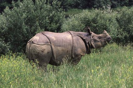 Here is answer for it, enjoy! rhinos in armor - Google Search | Rhinoceros, Rhino facts ...