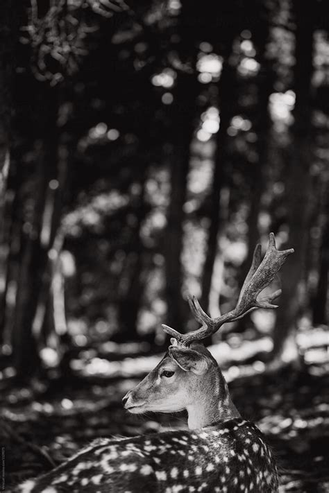 Fallow Deer In The Forest Del Colaborador De Stocksy Vera Lair