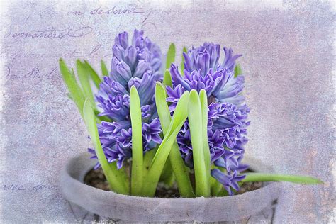 Potted Hyacinth Photograph By Debora Suterko
