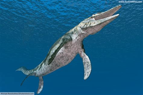 Mosasaur Facts And Pictures Information On The Prehistoric Marine Reptiles