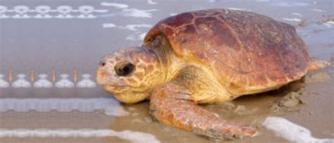 Loggerhead Turtle Sea Turtle Foundation