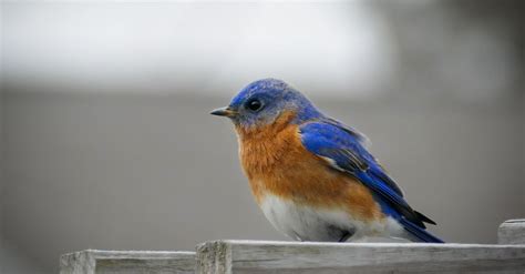 Free Stock Photo Of Blue Bluebird