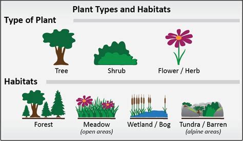 Identifying Plants Plantwatch