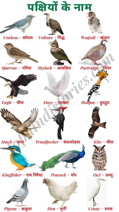 Teach your kids names of birds and characteristics in english in the most interactive way with are amazing animated educational. 50+ All Birds Name in Hindi and English l Pakshiyon Ke Naam