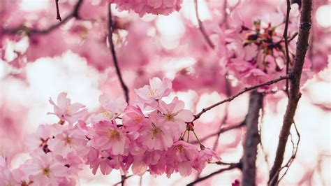 Sakura in spring: the ultimate guide to cherry blossom season | Small ...