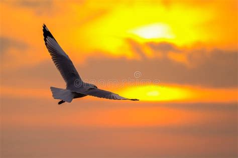 Seagull Flying At Sunset Stock Photo Image Of Twilight 38366308