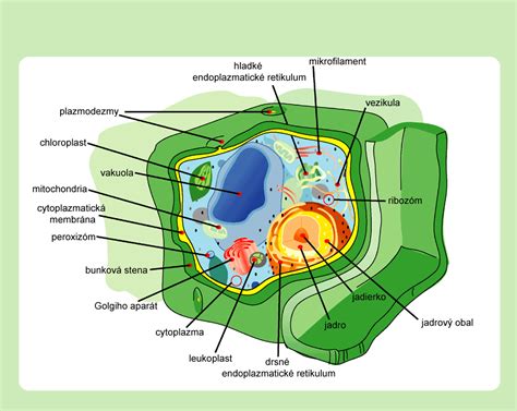 We did not find results for: File:Plant cell structure sk.png - Wikimedia Commons