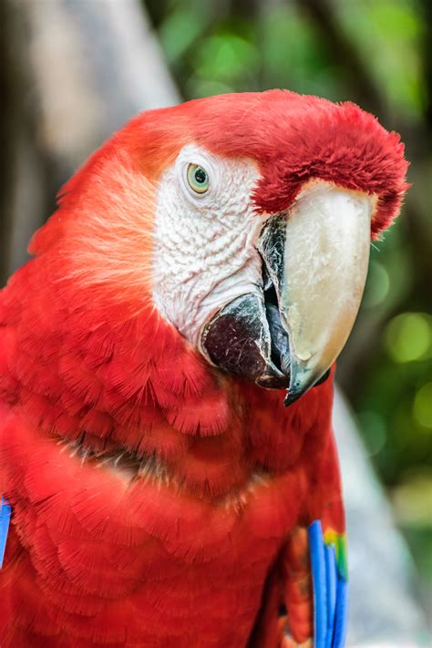 Free Images Nature Forest Animal Beak Fauna Lorikeet Macaw