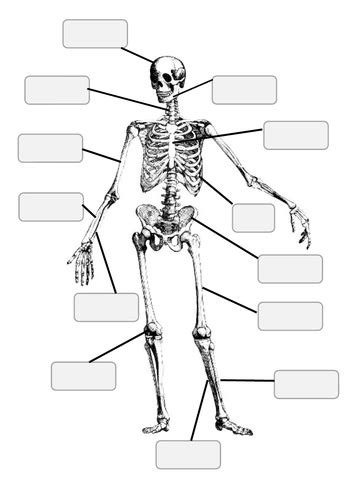 Skeleton Blank Labels Teaching Resources