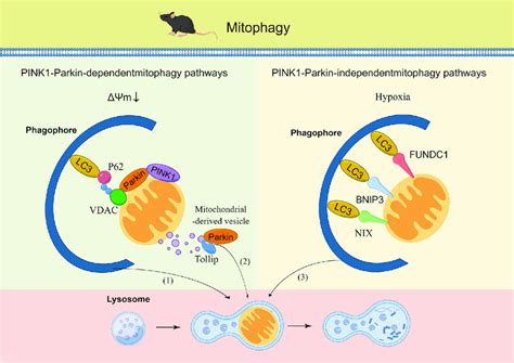 Pink1 Parkin Dependent And Independent Pathways Of Mitophagy Download Scientific Diagram