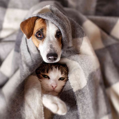It Turns Out Cats And Dogs Get Along Just Fine