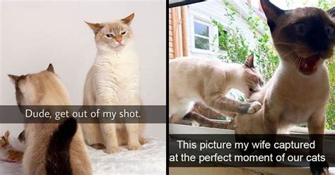 20 Snaps That Show What Its Like To Live With A Cat