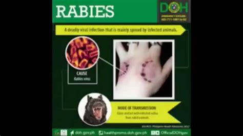 Rabies Outbreak Youtube