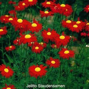 J Robinson S Red Painted Daisy Seeds Garden Seeds Perennial