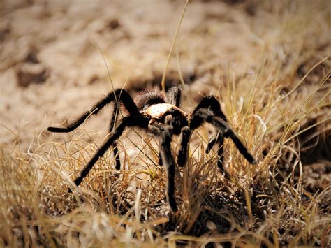 Tarantulas What To Know About Colorados Spider Migration 5280