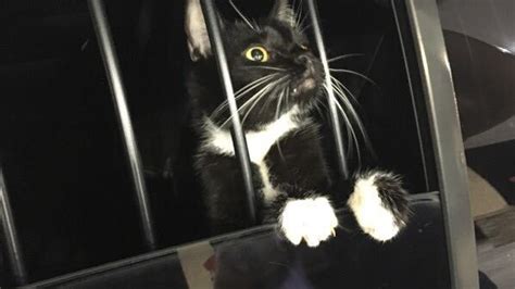 Cat Burglar Call Made To Collier Couny Sheriff S Deputies Just A Stray Cat