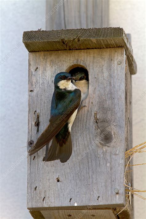 Tree Swallow At Nesting Box Stock Image F0316028 Science Photo