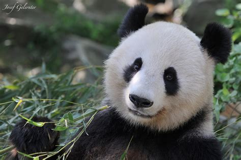 Panda Portrait Panda Panda Bear Cute Creatures