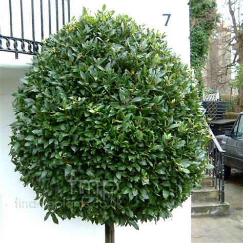 Laurus Nobilis Bay Tree Information Pictures And Cultivation Tips