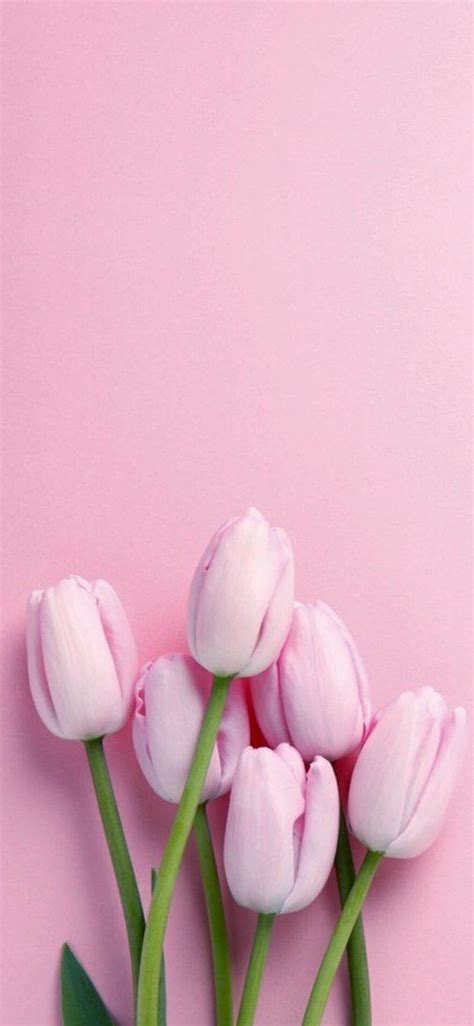 28 Best Flowers Iphone Wallpapers And Backgrounds Templatefor