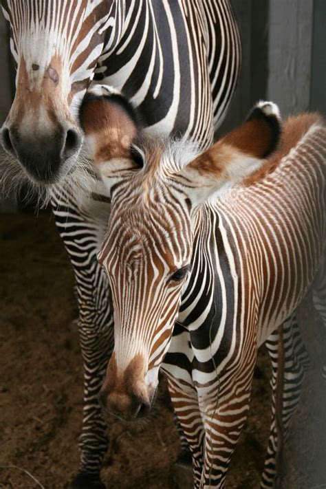 Grevy Zebra Foal For Planckendael Zooborns