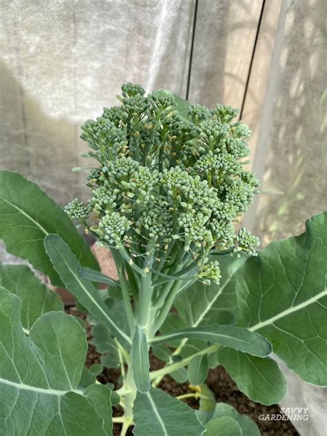 When To Harvest Broccoli For The Best Yields And Flavor