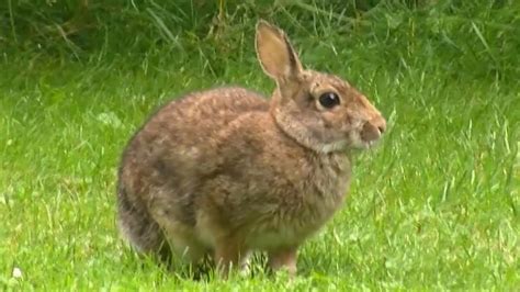 Wild Rabbits Bunnies In The Park Nature Photography Youtube