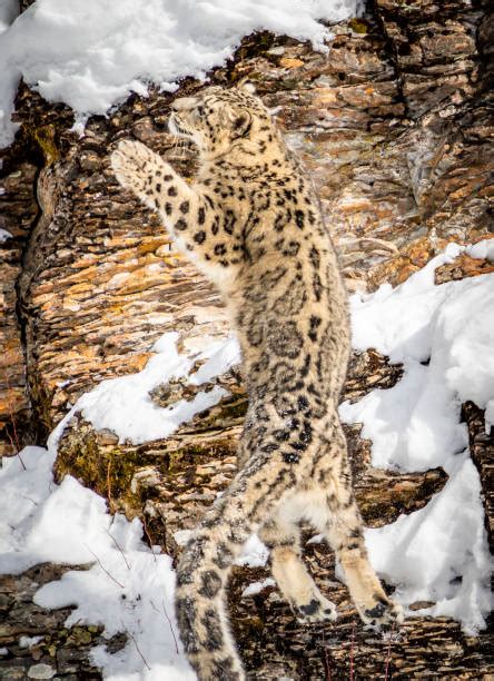 Snow Leopard Jump Stock Photos Pictures And Royalty Free Images Istock