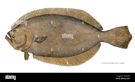 Plaice Or Turbot Flounder Specimen From The St Johns River Stock